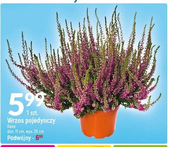 E.Leclerc Wrzos podwójny oferta