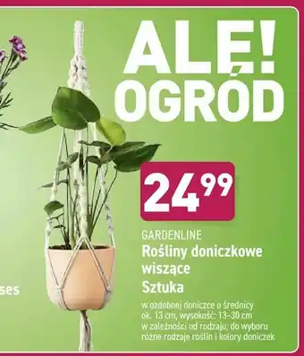 ALDI Rośliny doniczkowe wiszące Sztuka oferta