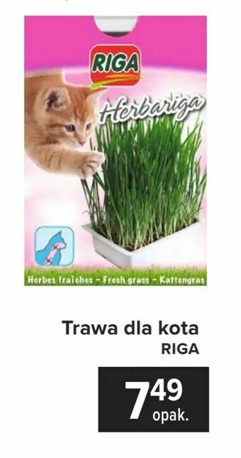 Carrefour Trawa dla kota oferta
