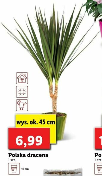 Polska dracena