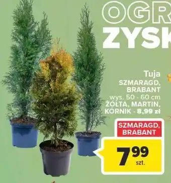 Carrefour Tuja szmaragd oferta