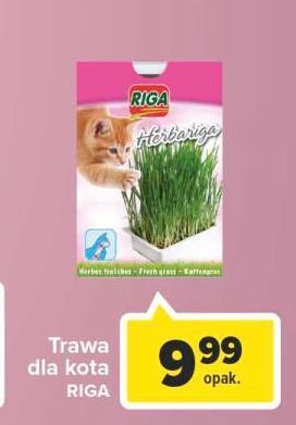 Carrefour Trawa dla kota riga oferta