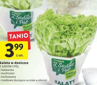 Intermarche Sałata masłowa z sadów i pól oferta