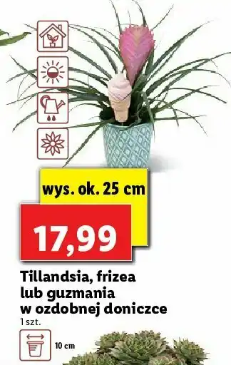 Lidl Tillandsia 1 SZT oferta