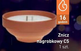 Stokrotka Znicz oferta