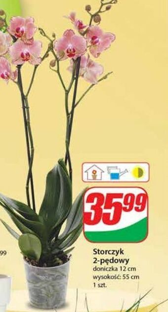 Dino Storczyk 2-pędowy 12 cm oferta