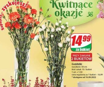 Dino Goździki oferta