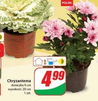 Dino Chryzantema oferta