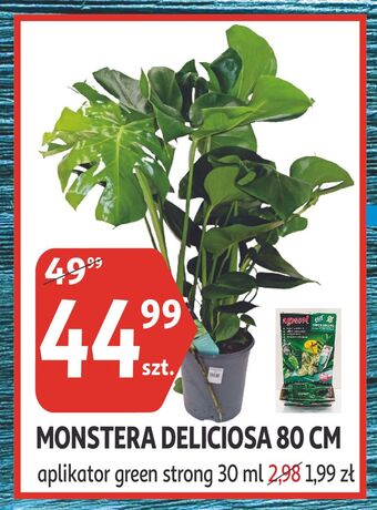 Monstera deliciosa