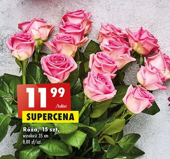 Biedronka Róża 35 cm oferta