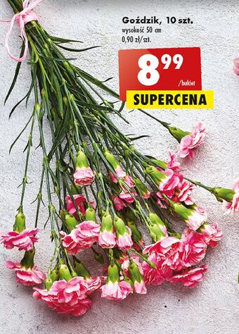 Biedronka Goździki 50 cm oferta