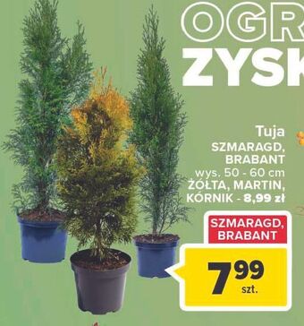 Carrefour Tuja szmaragd 50-60 cm oferta