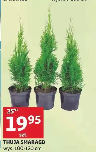 Auchan Thuja smaragd 100-120 cm oferta