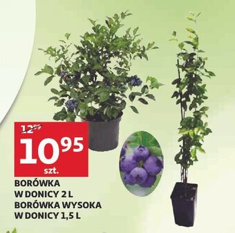 Auchan Borówka amerykańska don. 2 l oferta