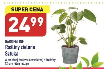 ALDI Rośliny zielone don. 12 cm garden line oferta