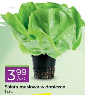 Stokrotka Sałata masłowa w doniczce oferta