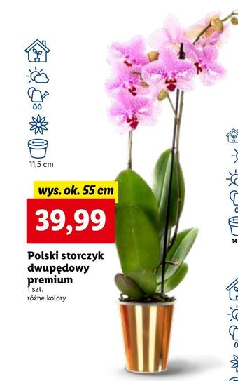 Lidl Storczyk dwupędowy premium oferta