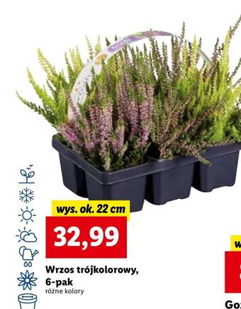 Lidl Wrzos oferta
