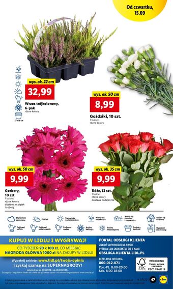 Lidl Goździki 50 cm oferta