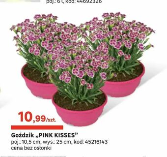 Leroy Merlin Goździk 'PINK KISSES" oferta