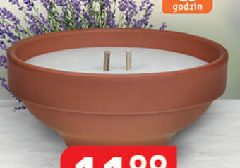 Stokrotka Optima Znicz oferta