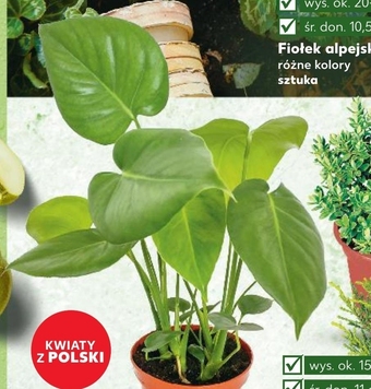 Kaufland Monstera oferta