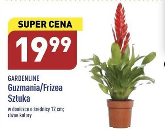 ALDI Frizea don. 12 cm garden line oferta