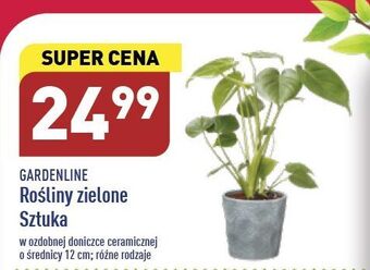 ALDI Rośliny zielone don. 12 cm garden line oferta