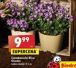 Biedronka Campanula blue ocean oferta