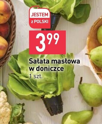 Stokrotka Sałata masłowa w doniczce oferta
