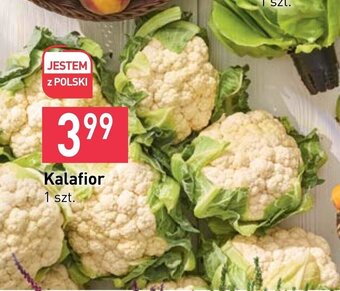 Stokrotka Kalafior 1 szt. oferta