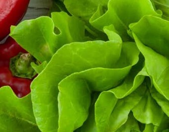 Lidl Sałata masłowa oferta