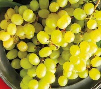 Delikatesy Centrum Winogrona oferta