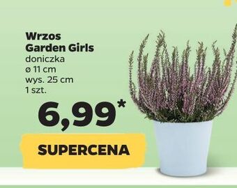 Netto Wrzos garden girls donica 11 cm oferta