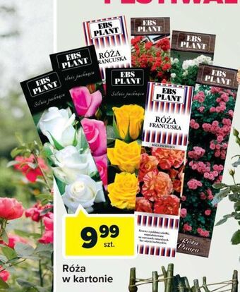 Carrefour Róża biała w kartonie ebs plant oferta