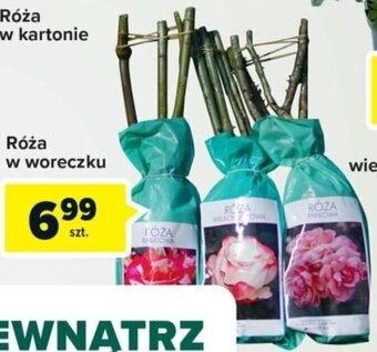 Carrefour Róża w woreczku oferta