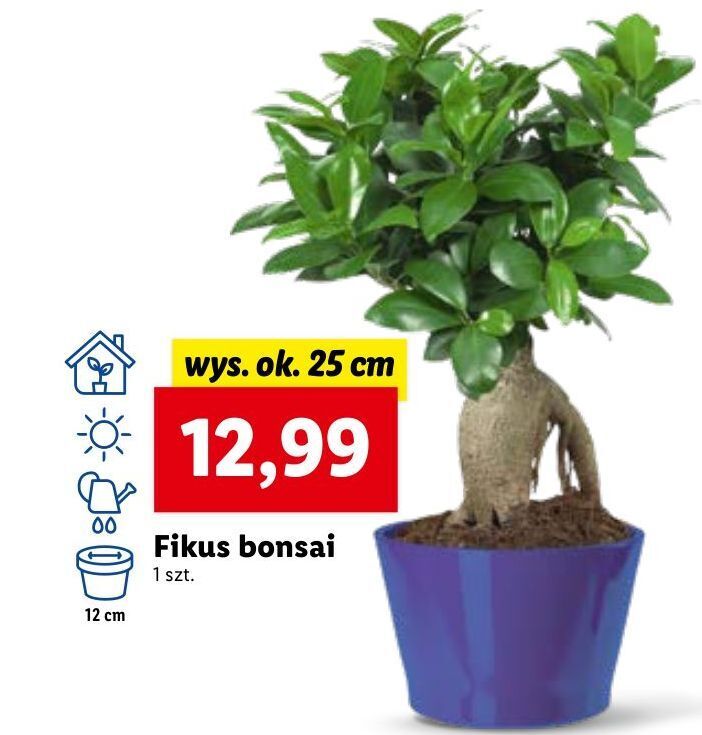 Promocja Fikus bonsai 25 cm w Lidl