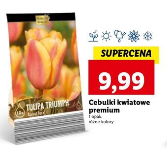 Lidl Cebulki kwiatowe premium oferta