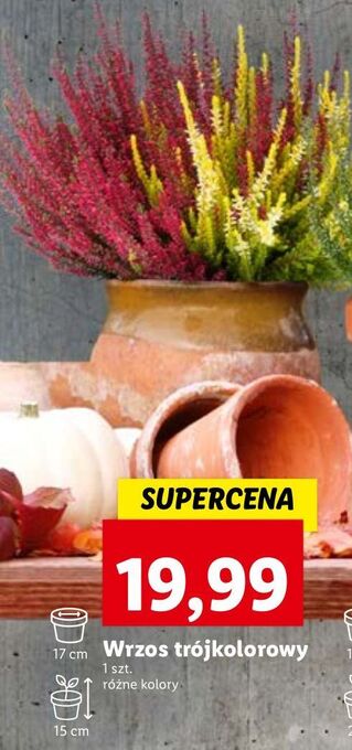 Lidl Wrzos trójkolorowy oferta