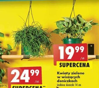 Biedronka Kwiaty zielone oferta