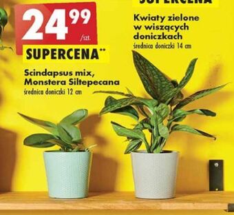 Biedronka Monstera don. 12 cm oferta