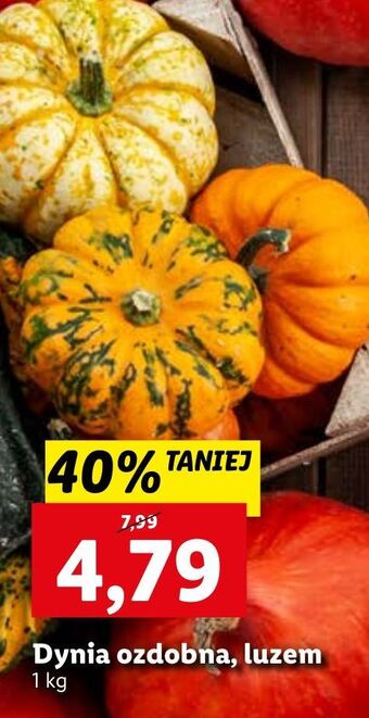 Lidl Dynia ozdobna oferta