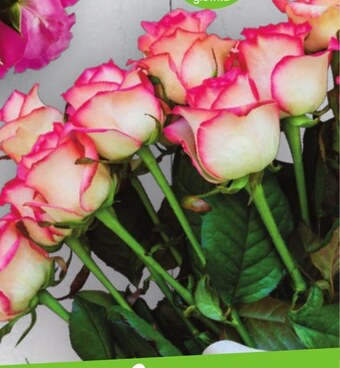 Twój Market Róża oferta