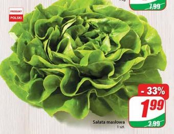 Dino Sałata masłowa oferta