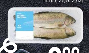 Stokrotka Pstrąg tęczowy mirko oferta