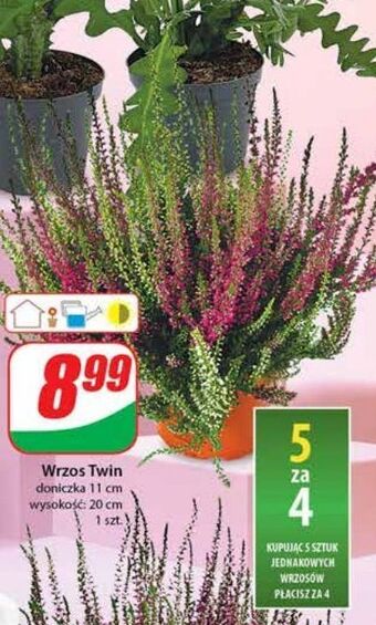 Dino Wrzos twin śr. don. 11 cm oferta