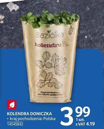 Selgros Kolendra doniczka oferta