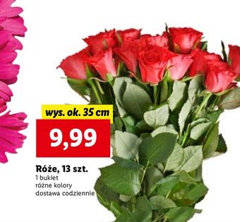 Lidl Róże 35 cm oferta