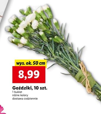 Lidl Goździki 50 cm oferta