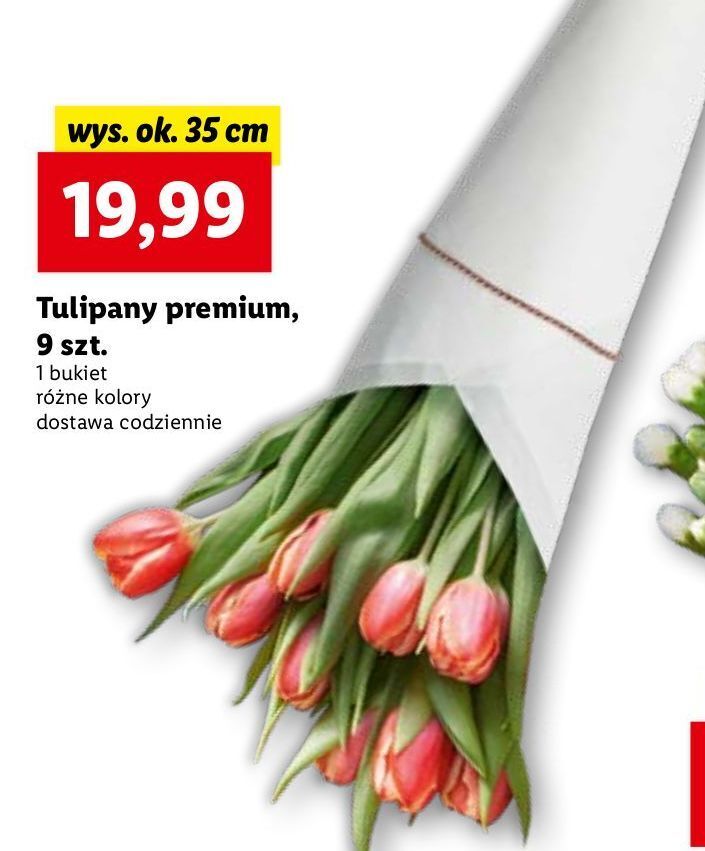 Promocja Tulipany premium w Lidl